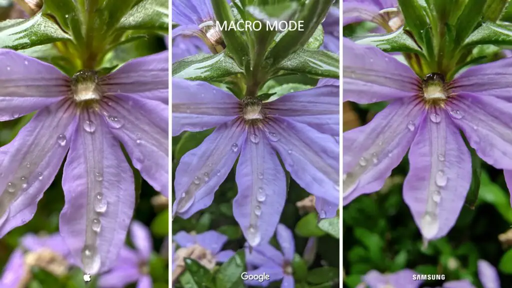 Macro mode image comparison of Google Pixel, iPhone, and Samsung Galaxy