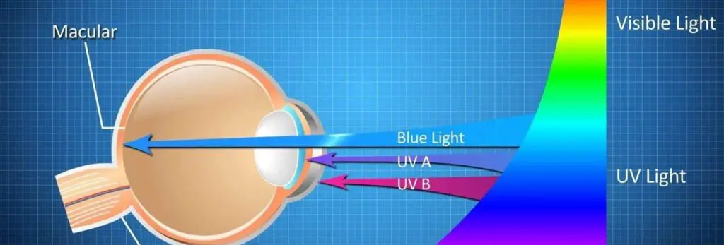 How blue light travels inside your eyes